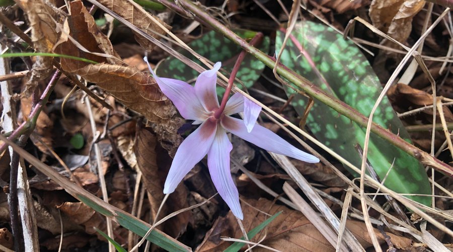 Flowers ….. selvatici ! 