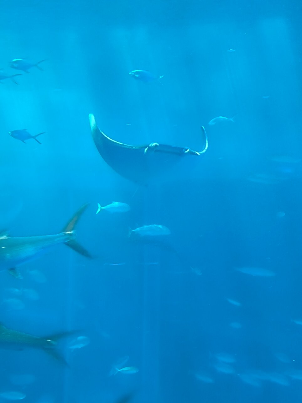 2025年 沖縄美ら海水族館 - 出発前に知っておくべきことすべて