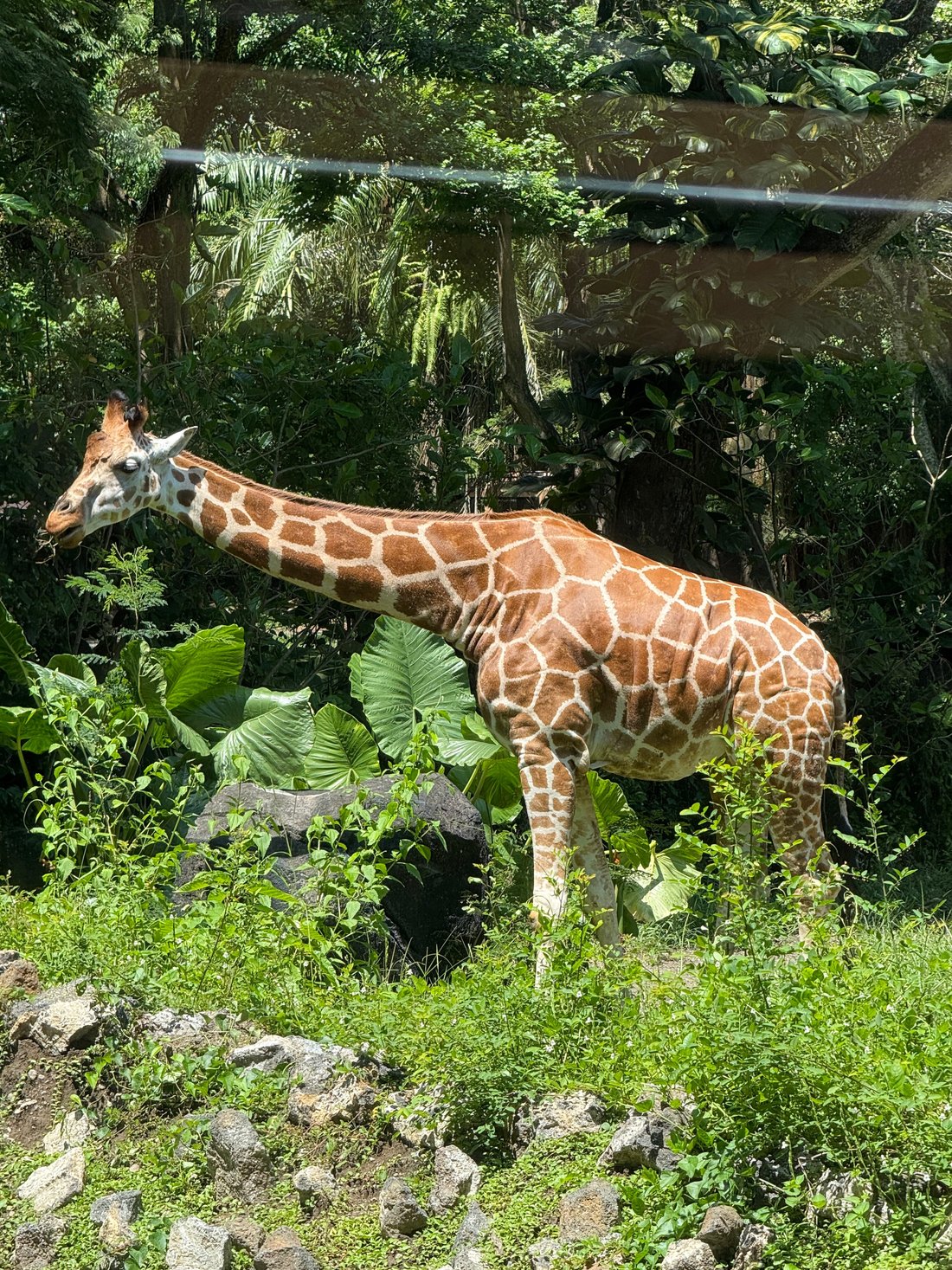 Bali Zoo
