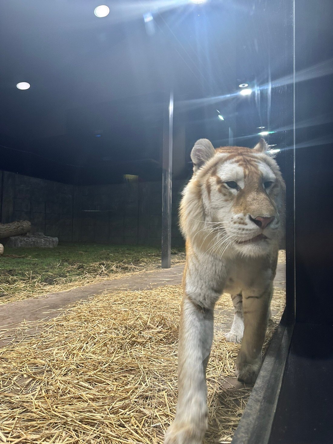 THE HAVEN OF THE WILD BIG CAT BUNGALOWS Bewertungen & Fotos