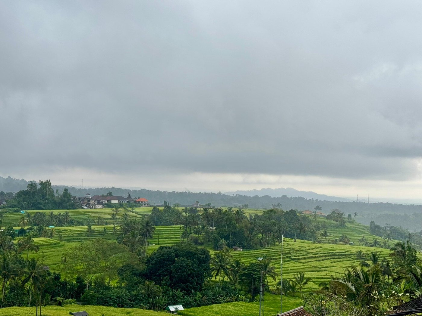 Scenic pathway winding through lush green rice terraces