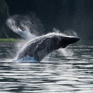 Wild Adventure Yukon Tour into Canada + White Pass Summit
