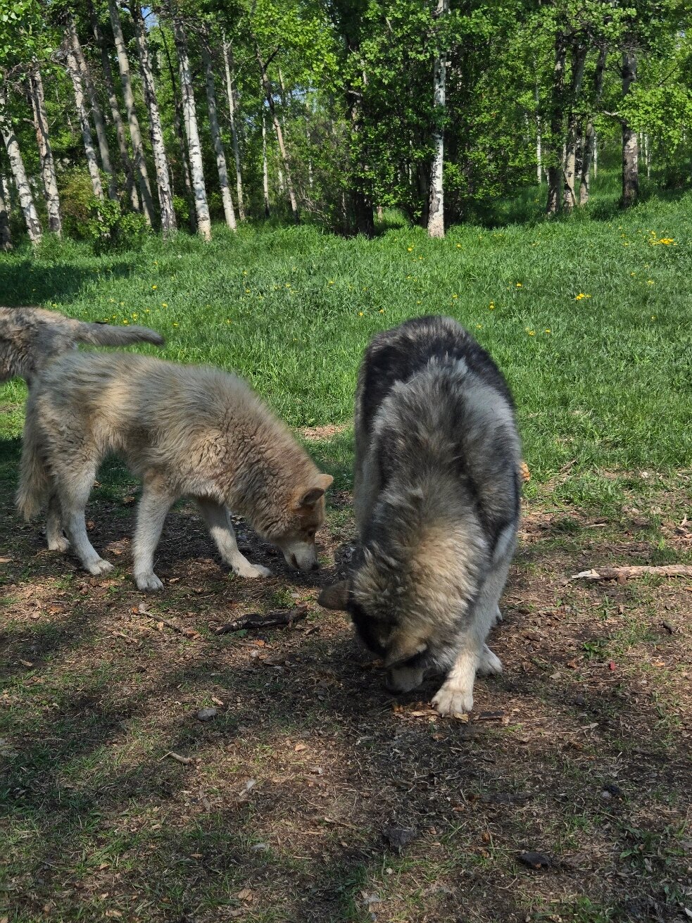 ☆専用☆サンディキャスト SANDICAST WOLF ウルフ オオカミ