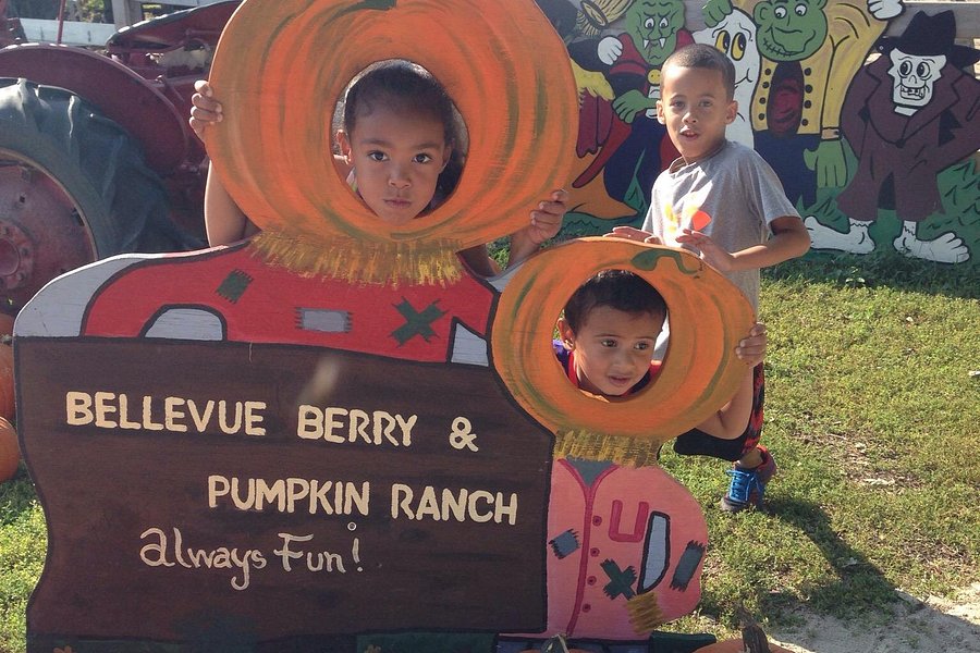 Bellevue Berry and Pumpkin Ranch image