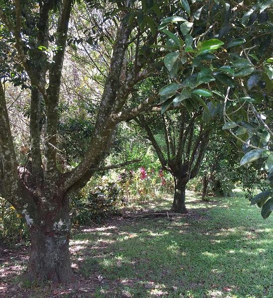 Whyanbeel Arboretum image