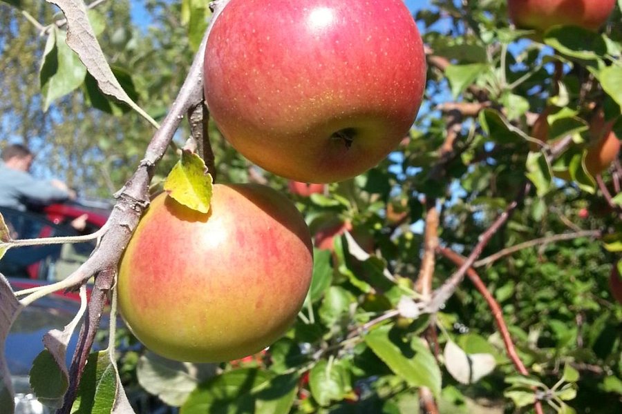 Pleasant Valley Orchard image