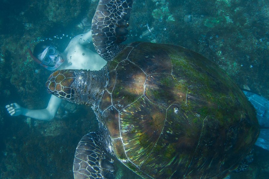 Cook Island Aquatic Reserve image
