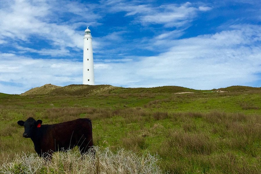 King Island Farm Tours - Meat Your Beef image