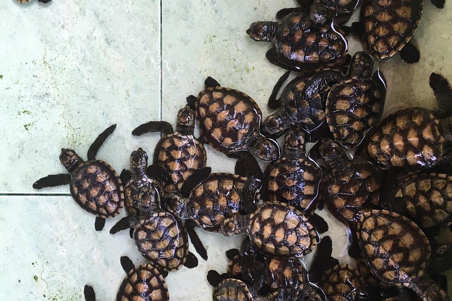 Gili Meno Turtle Sanctuary image