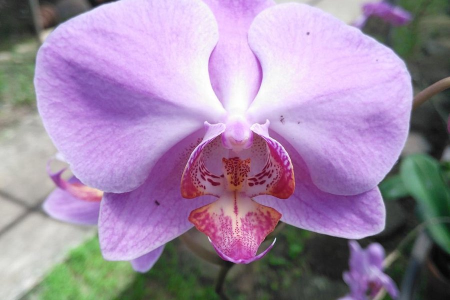 Sul Orchids image
