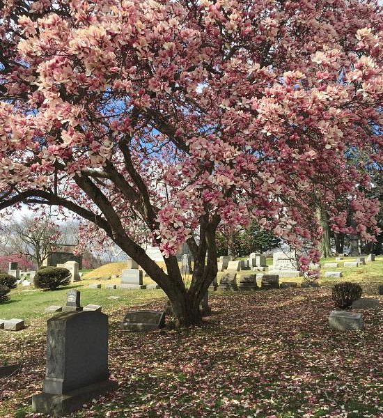 Sewickley Cemetery image