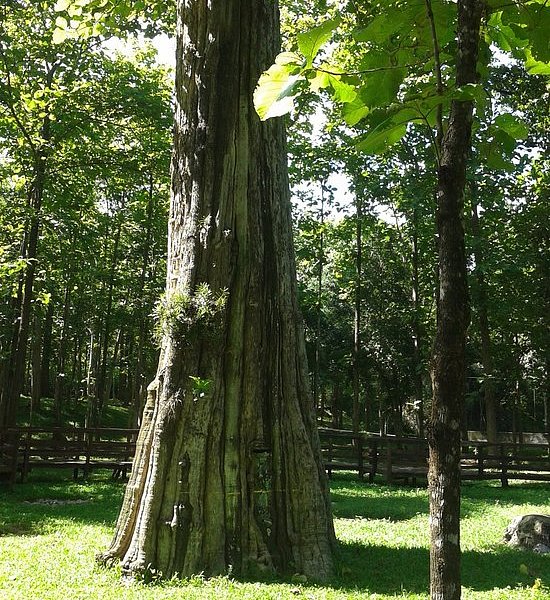 Sak Yai Forest Park image