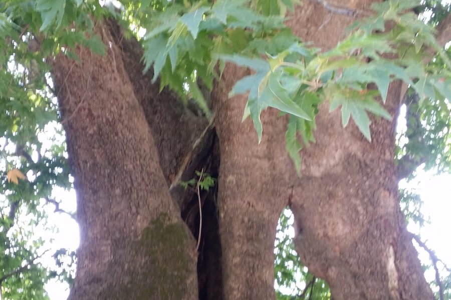 Tnjri (Platan Tree) image
