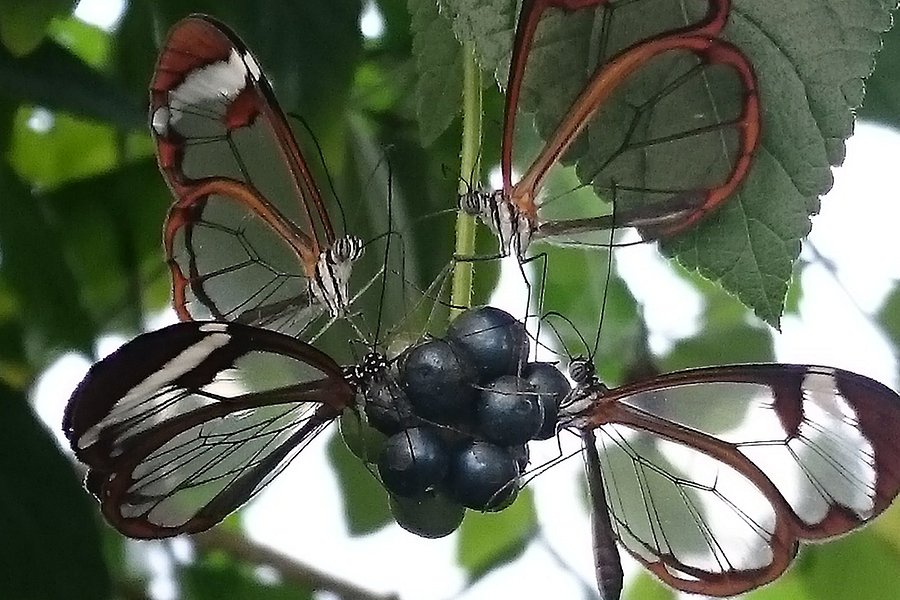 Vlinderparadijs "Papiliorama" image