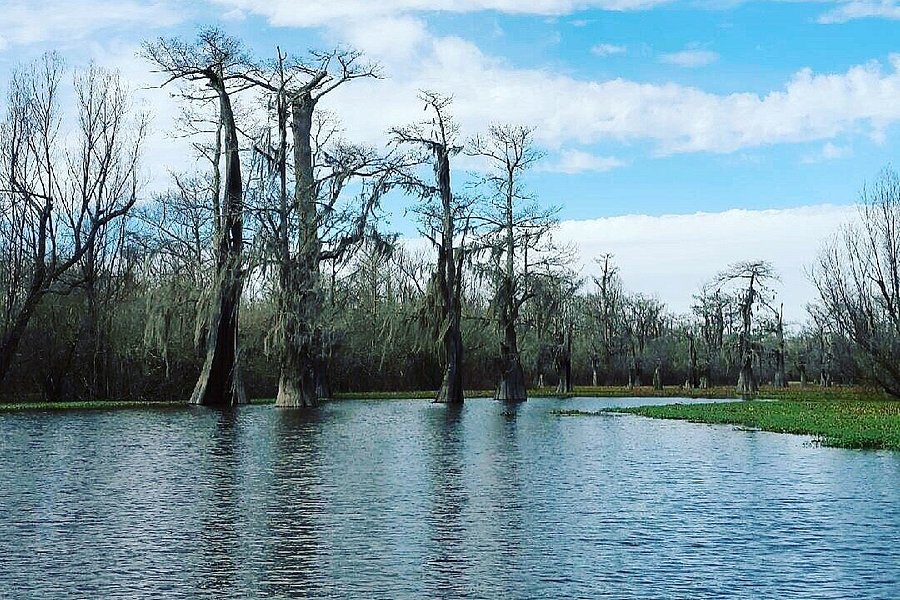 The Last Wilderness Swamp Tour image
