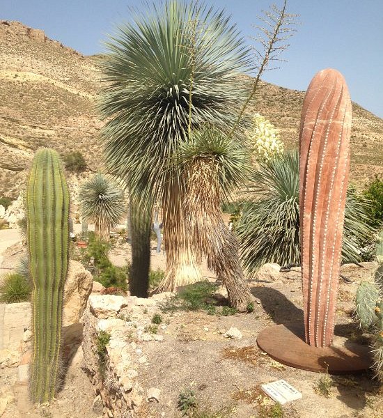 Cactus Nijar image