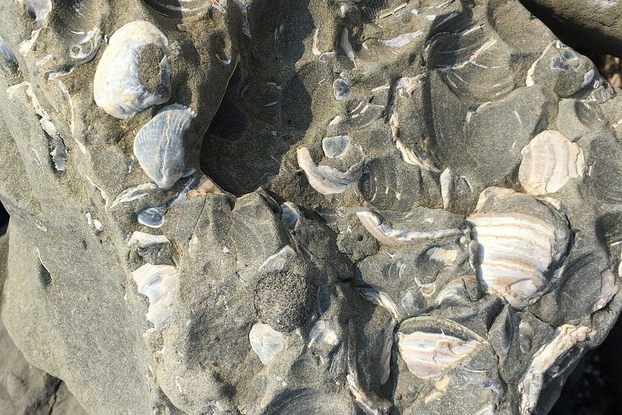 Fossil Beach image