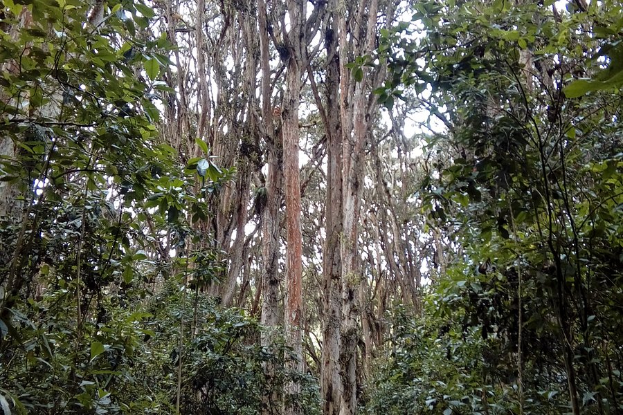 Bosque de los Arrayanes image