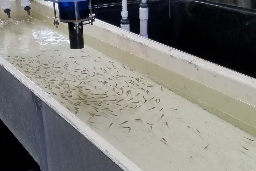 Nashua National Fish Hatchery image