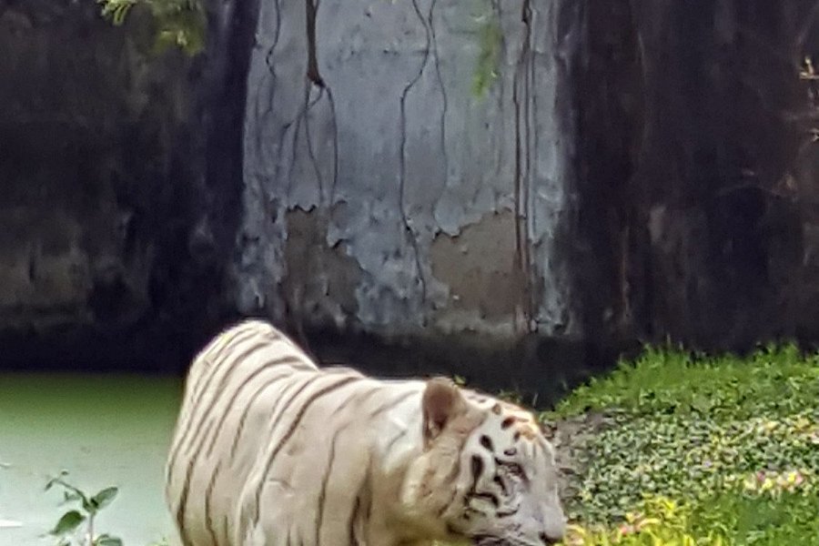 Nagaland Zoological Park image