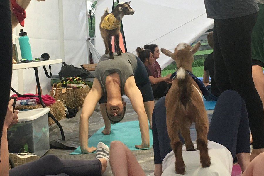 Goat Yoga Nashville image