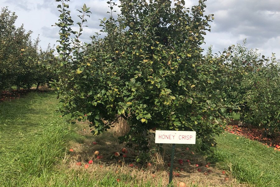 AppleWood Orchard image