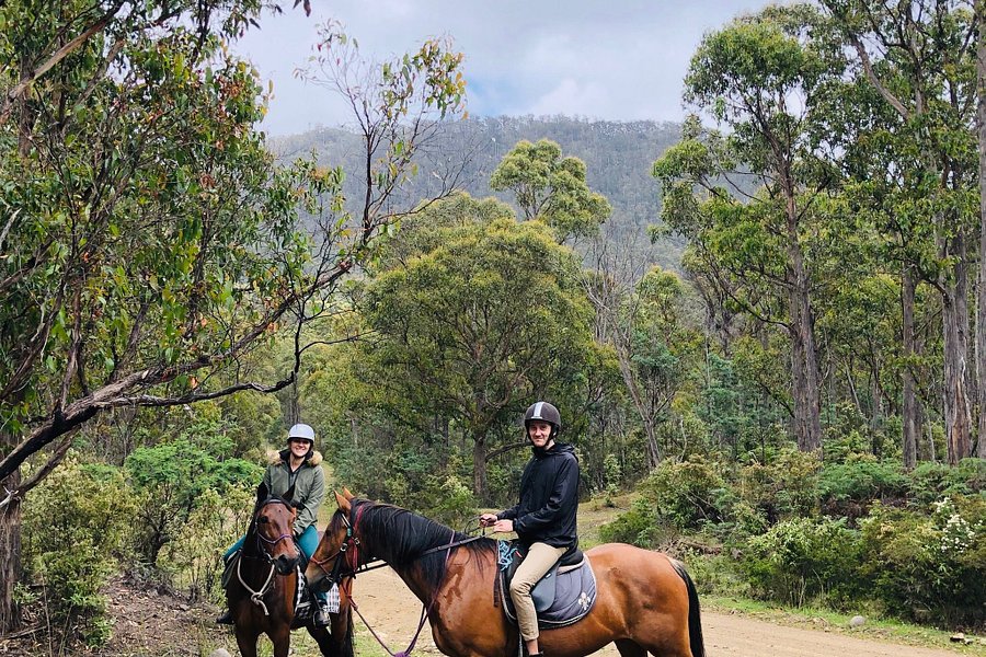 Horse Riding Tasmania image
