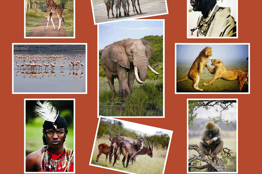 D.M. Tours & Safaris image
