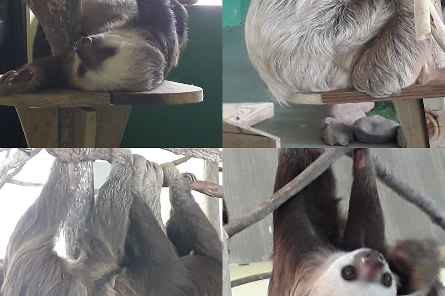 Gamboa Sloth Sanctuary image
