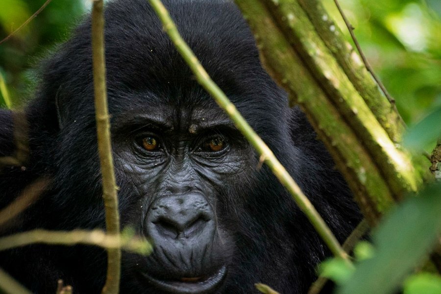 Safari Congo Adventures image