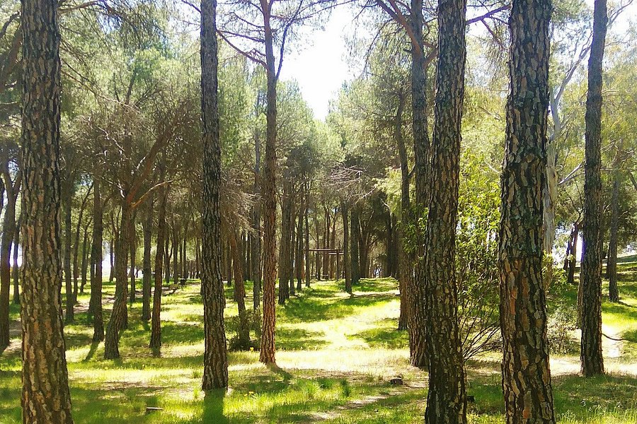 Parque Forestal El Gurugu image