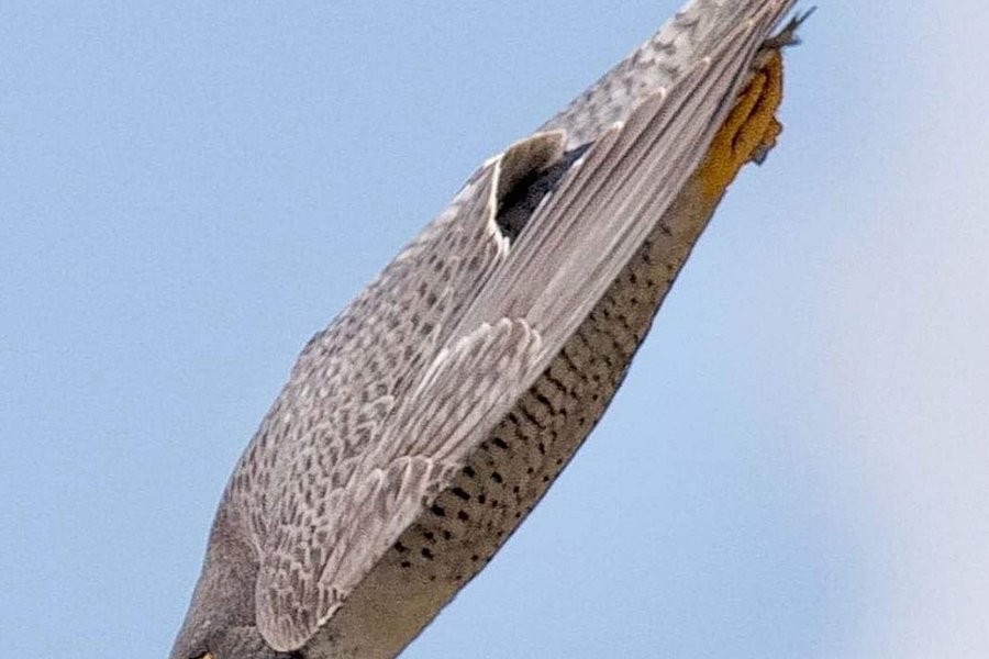 Falcon Experiences image