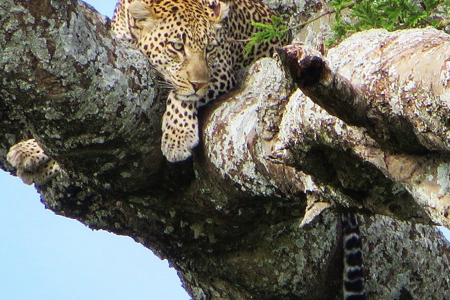 Shemeji Safari Tanzania image