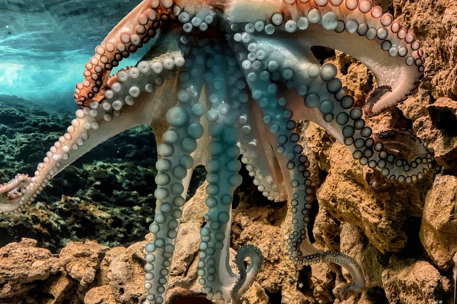 Corfu Aquarium image