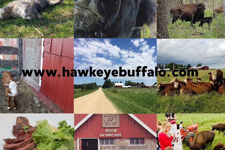 Hawkeye Buffalo & Cattle Ranch image