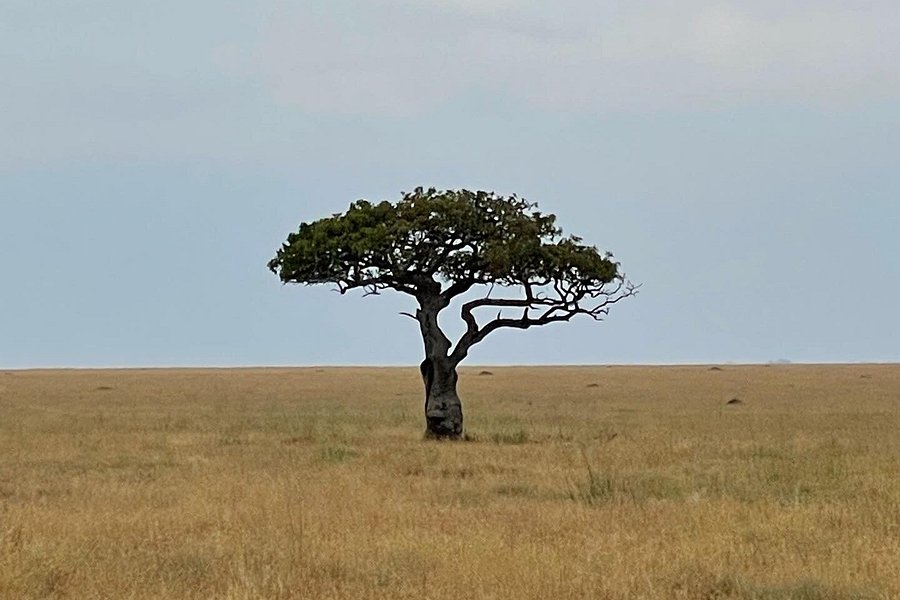 Serengeti National Park image