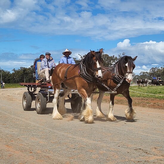 Barellan Working Clydesdale image