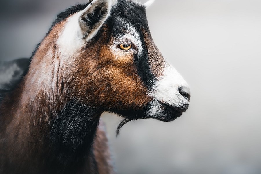 Sowa Goat Sanctuary image