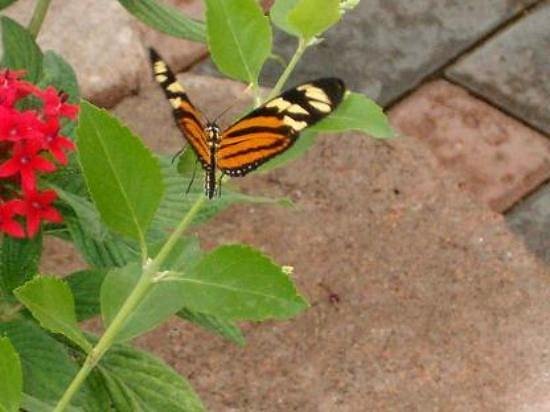 Butterfly House image