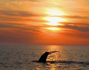 Whale at sunset