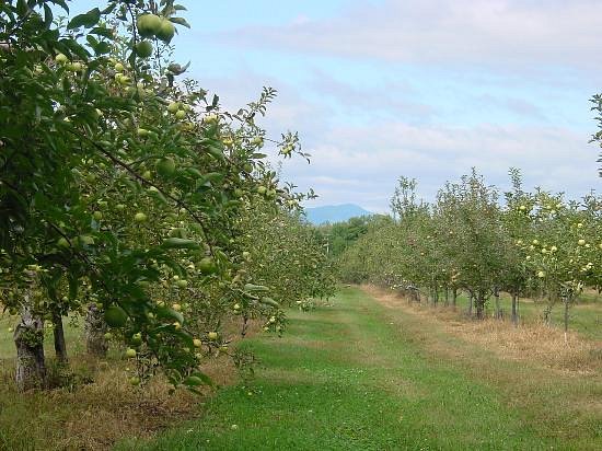 Taconic Orchards image