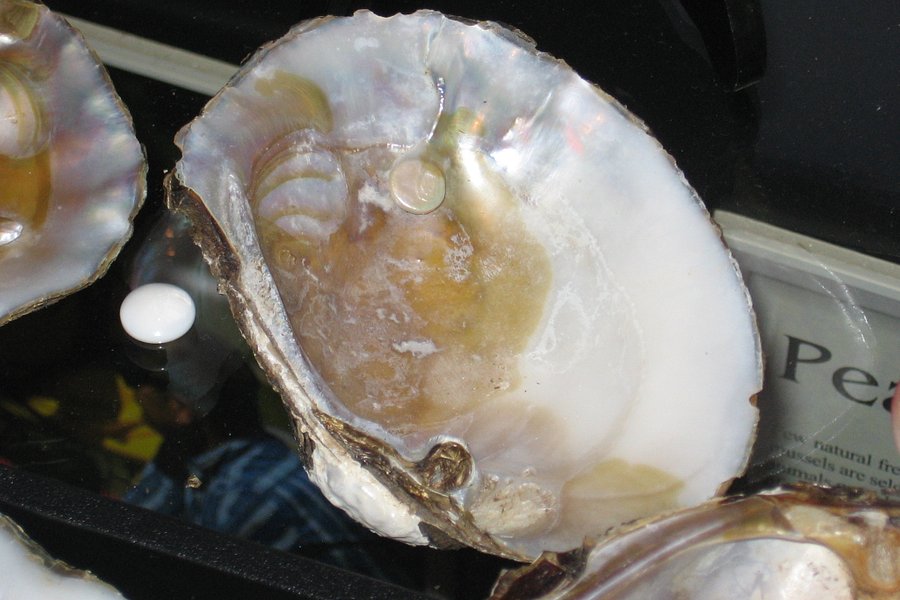 Tennessee River Freshwater Pearl Farm and Museum image