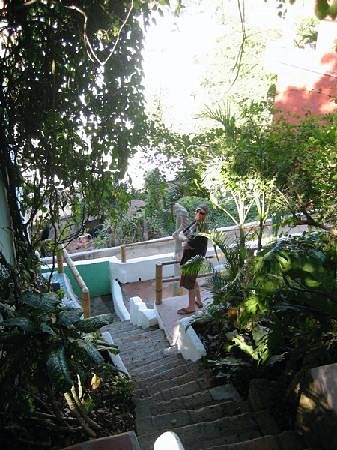 The locals at Casa Duende Vista - Picture of Casa Duende Vista, Sayulita -  Tripadvisor