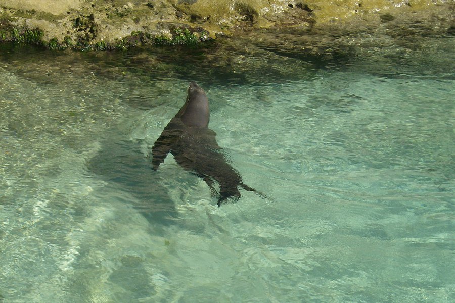 Sea Lion Encounter at Blue Lagoon image
