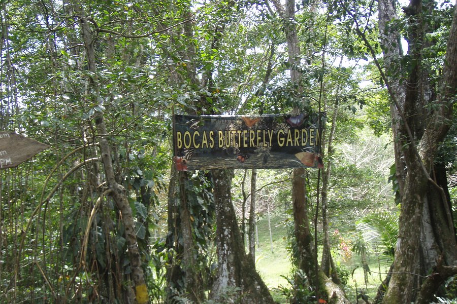 Bocas Butterfly Garden image