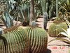 cactusangie