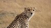 Cheetah-Spotter