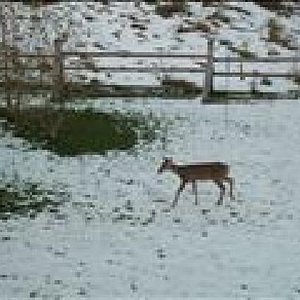 Deer in rear garden of Mission Ranch