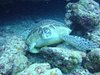 turtle-diver