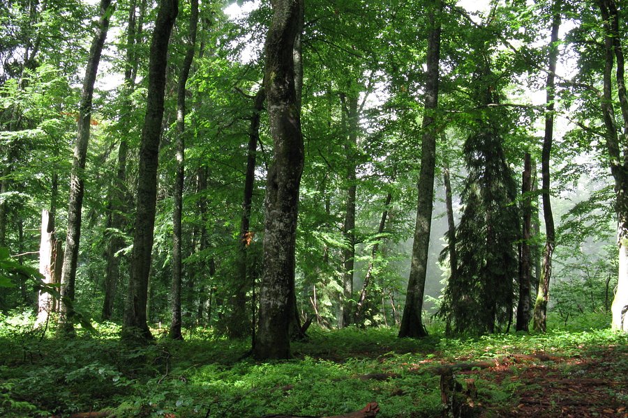 Primeval Beech Forests of the Carpathians image